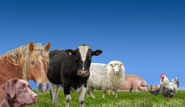 Livestock & Pet Food